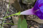 Tall morning-glory